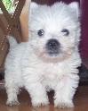 Owner: harleysmum
