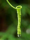 lodopho